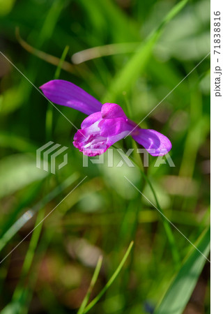 サワラン 71838816