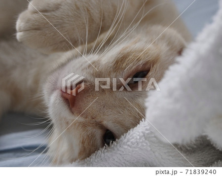 微睡む猫 71839240