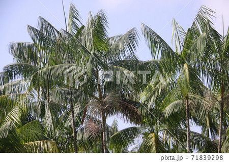 アマゾン地域に茂るアサイー椰子 ブラジル アマゾン地域に茂るアサイー椰子 ブラジル 71839298