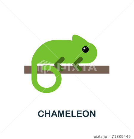 Home  Chameleon Creative