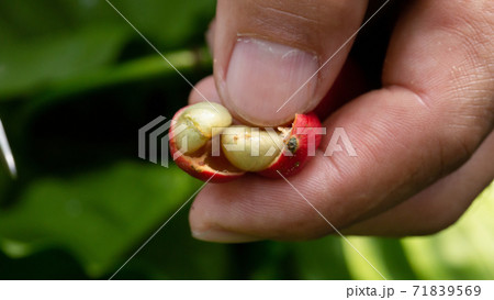 Close-Up Of Hand Holding Coffee Beans Growing On Coffee Tree. Close-Up Of Hand Holding Coffee Beans Growing On Coffee Tree. 71839569