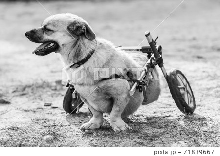 Black and white photo of homeless dog in a shelter for dogs. BW Black and white photo of homeless dog in a shelter for dogs. BW 71839667