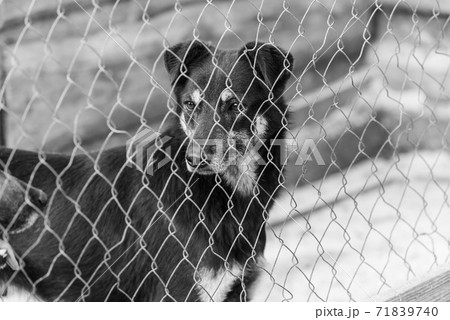 Black and white photo of homeless dog in a shelter for dogs. BW 71839740