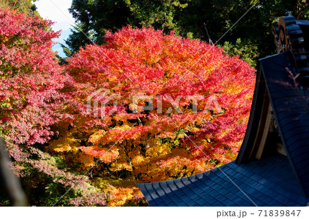 四国霊場第六十六番札所、雲辺寺の紅葉 四国霊場第六十六番札所、雲辺寺の紅葉 71839847