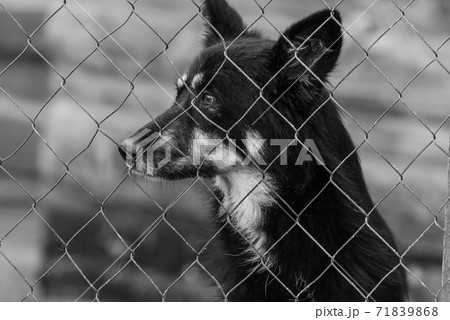 Black and white photo of homeless dog in a shelter for dogs. BW Black and white photo of homeless dog in a shelter for dogs. BW 71839868
