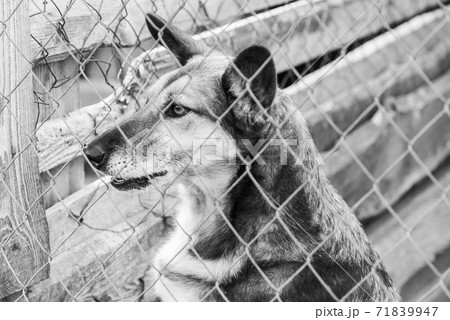 Black and white photo of homeless dog in a shelter for dogs. BW Black and white photo of homeless dog in a shelter for dogs. BW 71839947
