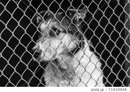 Black and white photo of homeless dog in a shelter for dogs. BW 71839948