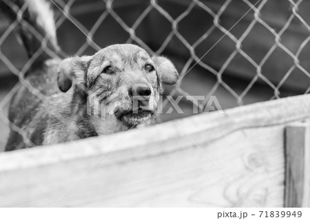 Black and white photo of homeless dog in a shelter for dogs. BW 71839949