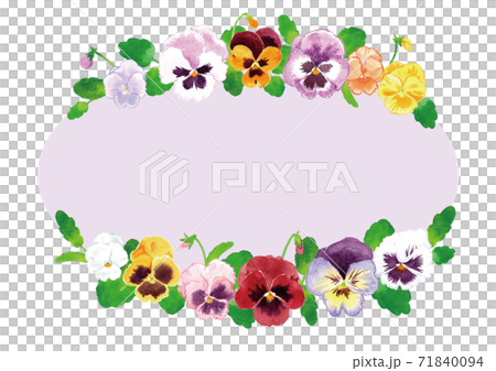 Oval frame of pansies (violets, violas) Oval frame of pansies (violets, violas) 71840094