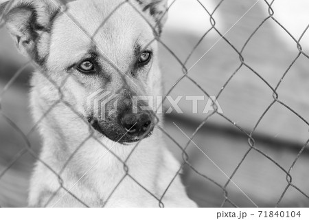 Black and white photo of homeless dog in a shelter for dogs. BW Black and white photo of homeless dog in a shelter for dogs. BW 71840104