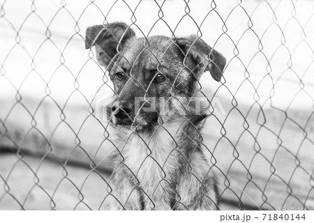 Black and white photo of homeless dog in a shelter for dogs. BW Black and white photo of homeless dog in a shelter for dogs. BW 71840144