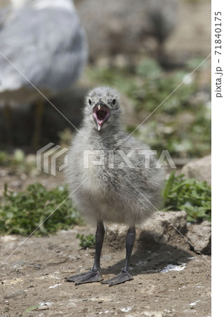 Vertical of Ring billed Gull, Larus delawarensis, chick Vertical of Ring billed Gull, Larus delawarensis, chick 71840175