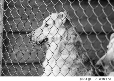 Black and white photo of homeless dog in a shelter for dogs. BW Black and white photo of homeless dog in a shelter for dogs. BW 71840478