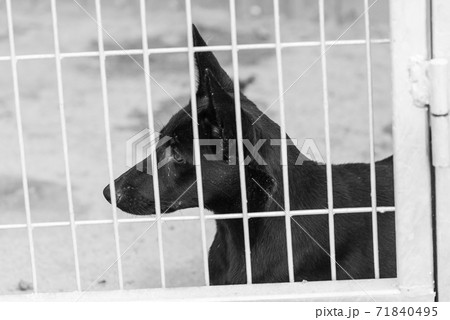 Black and white photo of homeless dog in a shelter for dogs. BW Black and white photo of homeless dog in a shelter for dogs. BW 71840495