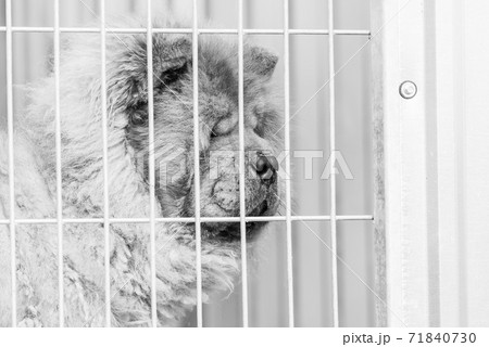 Black and white photo of homeless dog in a shelter for dogs. BW Black and white photo of homeless dog in a shelter for dogs. BW 71840730