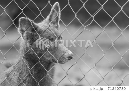 Black and white photo of homeless dog in a shelter for dogs. BW Black and white photo of homeless dog in a shelter for dogs. BW 71840780