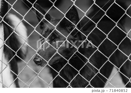 Black and white photo of homeless dog in a shelter for dogs. BW Black and white photo of homeless dog in a shelter for dogs. BW 71840852