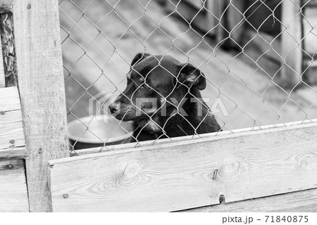 Black and white photo of homeless dog in a shelter for dogs. BW 71840875