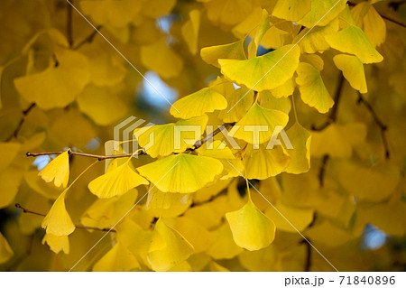 黄金のイチョウ 黄金のイチョウ 71840896