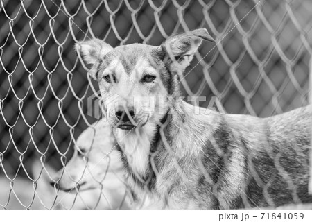 Black and white photo of dogs at the homeless dog shelter. Abandoned dogs. BW 71841059