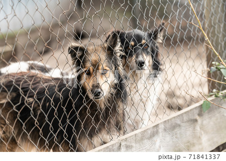 Dogs at the homeless dog shelter. Abandoned dogs 71841337