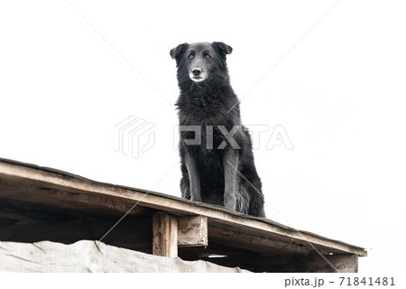 Homeless dog in a shelter for dogs Homeless dog in a shelter for dogs 71841481