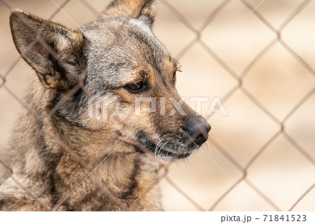 Homeless dog in a shelter for dogs Homeless dog in a shelter for dogs 71841523
