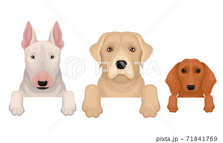 Dogs of Different Breeds Hanging on Border Vector Set 71841769