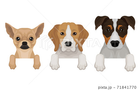 Dogs of Different Breeds Hanging on Border Vector Set 71841770