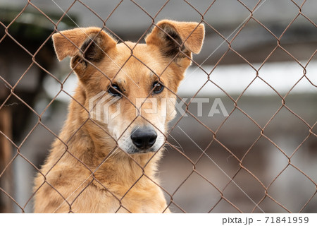 Homeless dog in a shelter for dogs 71841959