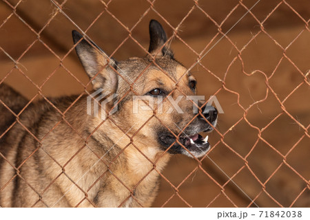 Homeless dog in a shelter for dogs Homeless dog in a shelter for dogs 71842038