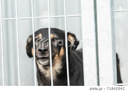 Homeless dog in a shelter for dogs 71842042