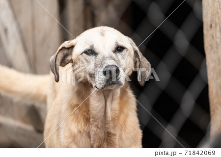 Homeless dog in a shelter for dogs 71842069