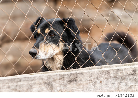 Homeless dog in a shelter for dogs Homeless dog in a shelter for dogs 71842103