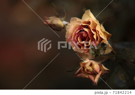 Frozen rose flower. Frosty garden plant in autumn Frozen rose flower. Frosty garden plant in autumn 71842214