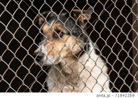 Homeless dog in a shelter for dogs 71842269