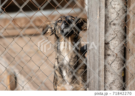 Homeless dog in a shelter for dogs Homeless dog in a shelter for dogs 71842270
