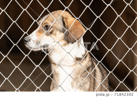 Homeless dog in a shelter for dogs 71842302