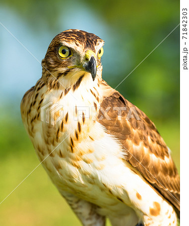 Hawk 71842303