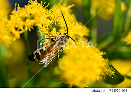 キンケハラナガツチバチのオス キンケハラナガツチバチのオス 71842463