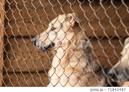 Homeless dog in a shelter for dogs Homeless dog in a shelter for dogs 71842487