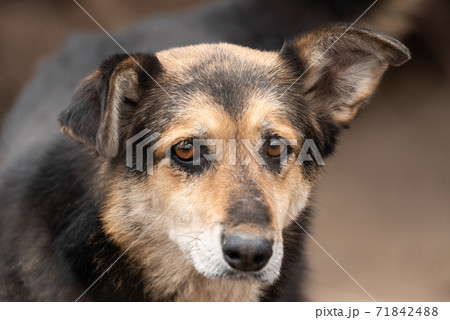 Homeless dog in a shelter for dogs Homeless dog in a shelter for dogs 71842488