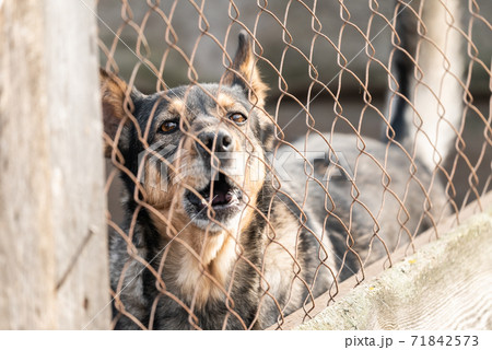 Homeless dog in a shelter for dogs Homeless dog in a shelter for dogs 71842573