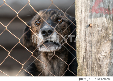 Homeless dog in a shelter for dogs Homeless dog in a shelter for dogs 71842620