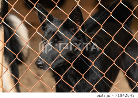 Homeless dog in a shelter for dogs 71842645