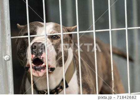 Homeless dog in a shelter for dogs Homeless dog in a shelter for dogs 71842682