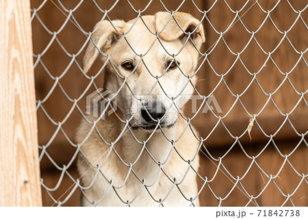 Homeless dog in a shelter for dogs Homeless dog in a shelter for dogs 71842738