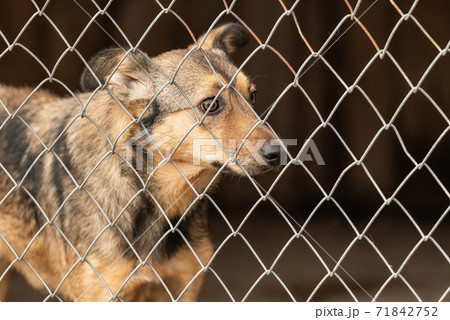 Homeless dog in a shelter for dogs 71842752