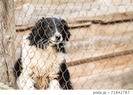 Homeless dog in a shelter for dogs Homeless dog in a shelter for dogs 71842787