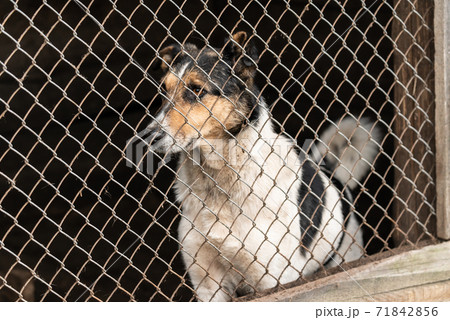 Homeless dog in a shelter for dogs Homeless dog in a shelter for dogs 71842856